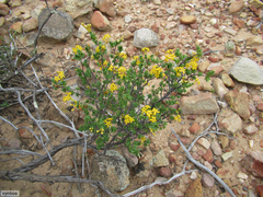 Lasiosiphon deserticola