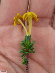 Lasiosiphon deserticola