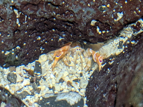 Corallianassa oahuensis, 2025-06-04