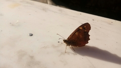 Pararge aegeria