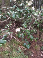 Brachyglottis rotundifolia