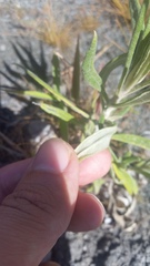 Pseudognaphalium attenuatum