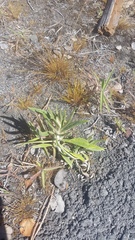 Pseudognaphalium attenuatum