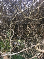 Muehlenbeckia australis