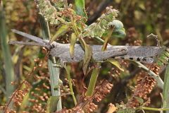 Retuspia validicornis