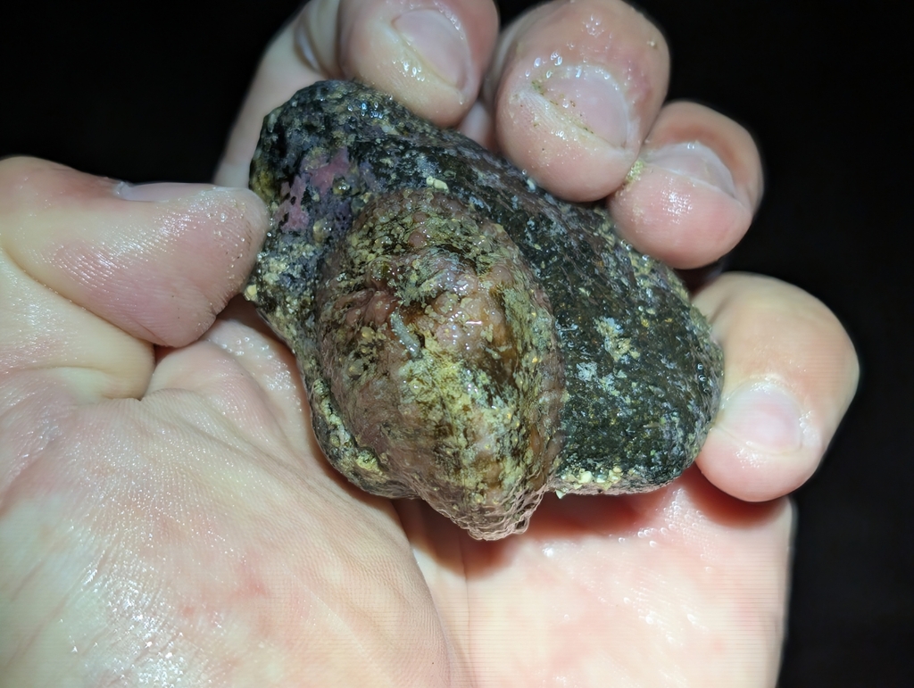 Dappled Sea Hare