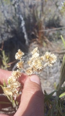 Pseudognaphalium attenuatum