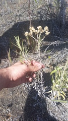 Pseudognaphalium attenuatum