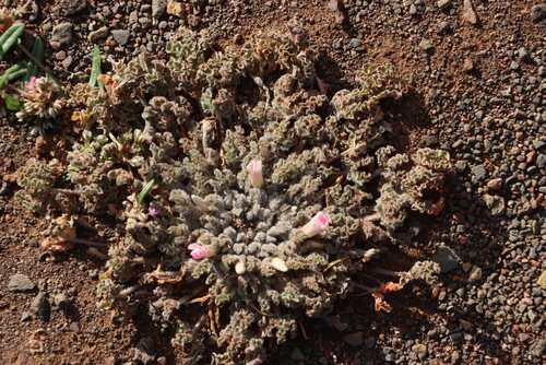 Curlyleaf Sorrel (Oxalis hirsuta)