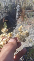 Pseudognaphalium attenuatum