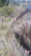 Pseudognaphalium attenuatum