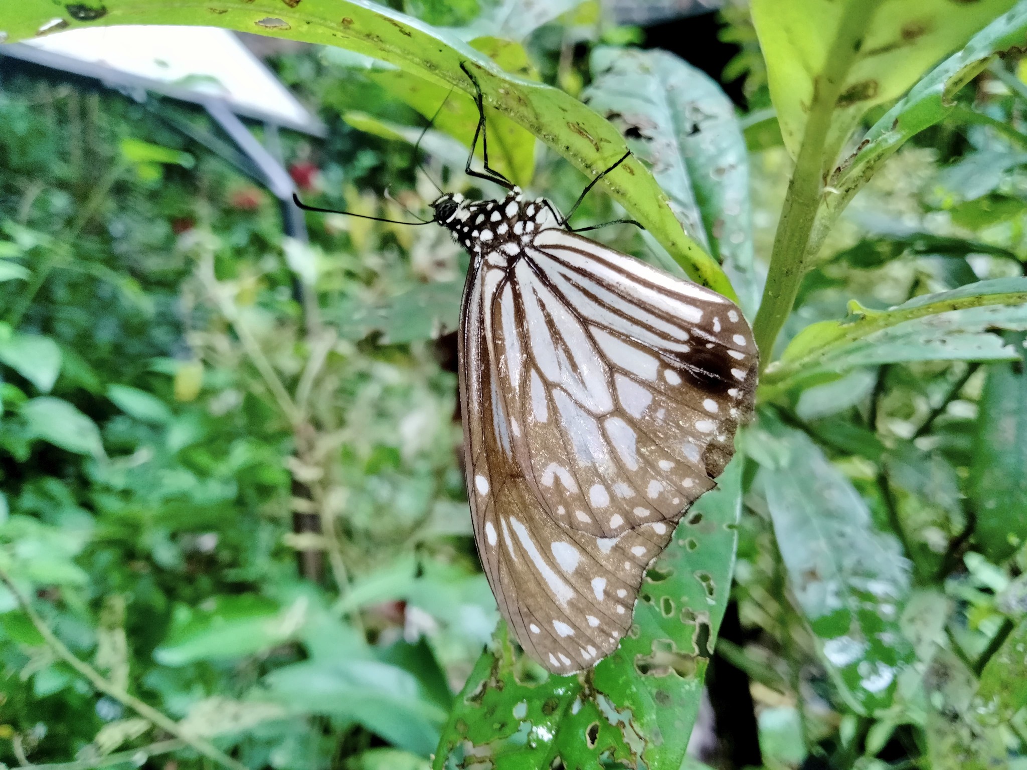 Glassy Tiger