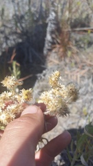Pseudognaphalium attenuatum