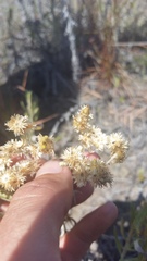 Pseudognaphalium attenuatum