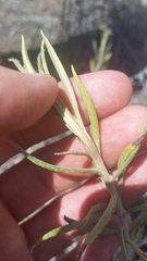 Pseudognaphalium attenuatum