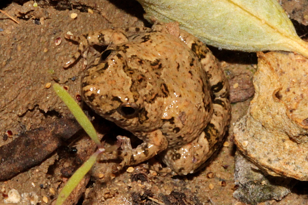 Chirping Froglet