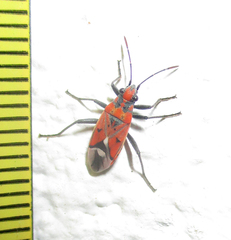 Haemobaphus concinnus