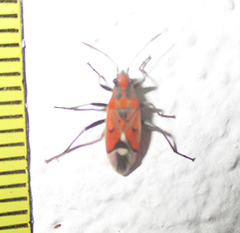 Haemobaphus concinnus