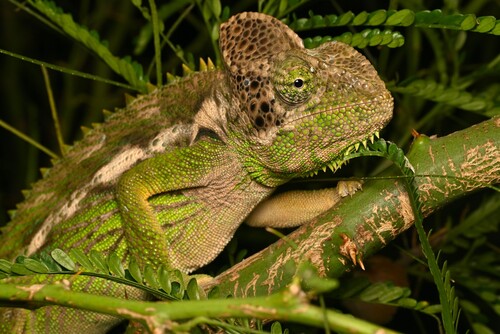 Madagascar Giant Chameleon, Furcifer verrucosus