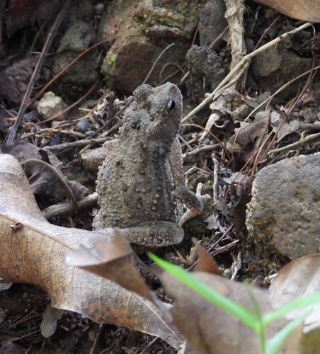Ingerophrynus macrotis, 2025-05-10