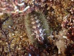 Acanthochitona zelandica