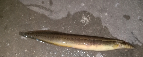 Guenther's spiny eel (Macrognathus guentheri) — Mastacembelidae — 2