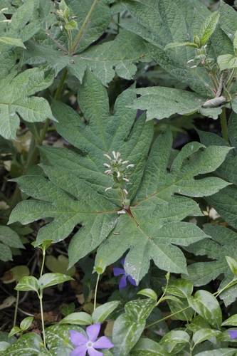 Triosteum pinnatifidum iNat (1)