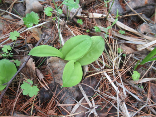 Platanthera fuscescens, photograph 2