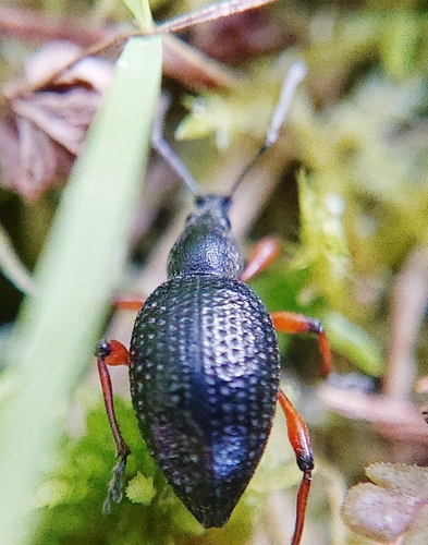 Otiorhynque noir des conifères