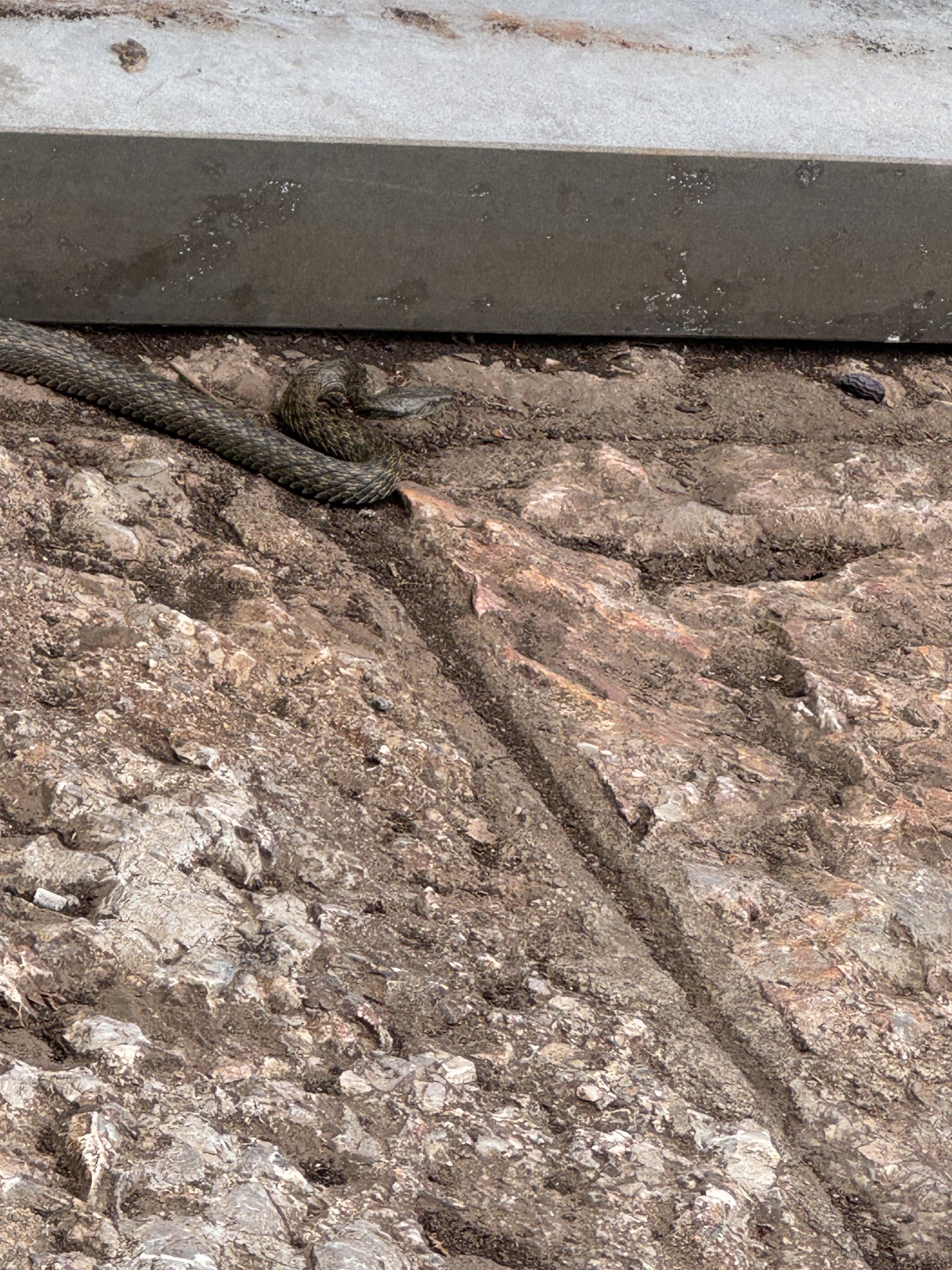 Yanbian Keelback Snake photo 3