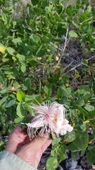 Capparis sandwichiana