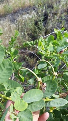 Capparis sandwichiana