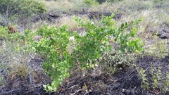 Capparis sandwichiana