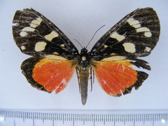Heraclia pallida
