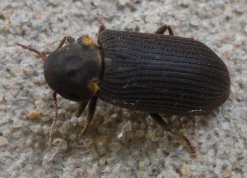Hadrobregmus pertinax