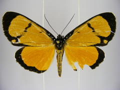 Heraclia zenkeri