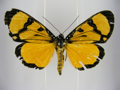 Heraclia zenkeri