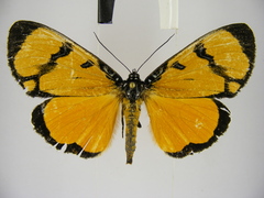 Heraclia zenkeri