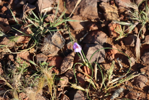 Karoo Capecrocus (Syringodea concolor)