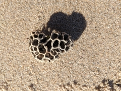 Holopsamma laminaefavosa