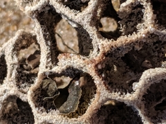 Holopsamma laminaefavosa