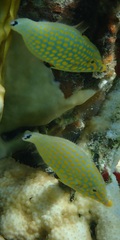 Oxymonacanthus halli