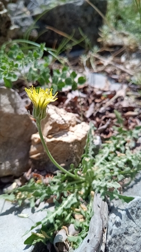 Crepis albida, photograph 6