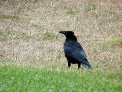 Corvus corone
