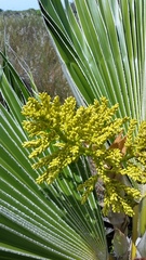 Pritchardia affinis