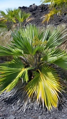 Pritchardia affinis