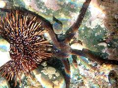 Ophiopsammus maculata