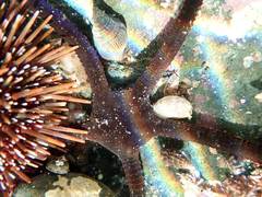 Ophiopsammus maculata