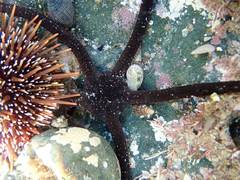 Ophiopsammus maculata