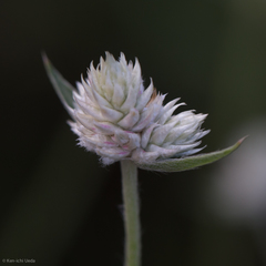 Gomphrena sonorae